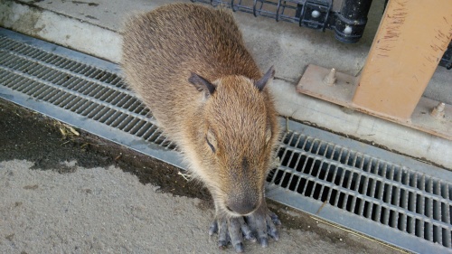 那須動物王国！_a0044162_17342055.jpg