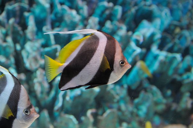 白保 カリブ海 グレートバリアリーフの魚たち 蜜蜂的写真日記
