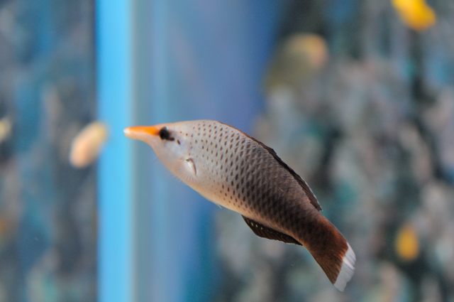 白保 カリブ海 グレートバリアリーフの魚たち 蜜蜂的写真日記