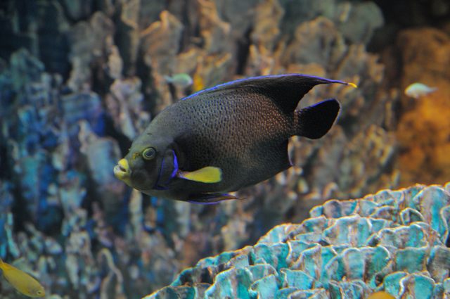 白保 カリブ海 グレートバリアリーフの魚たち 蜜蜂的写真日記 白保 カリブ海 グレートバリアリーフの魚たち 蜜蜂的写真日記