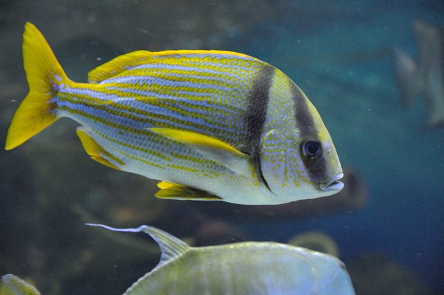 白保 カリブ海 グレートバリアリーフの魚たち 蜜蜂的写真日記