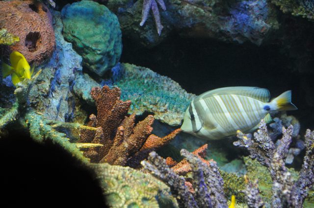 白保 カリブ海 グレートバリアリーフの魚たち 蜜蜂的写真日記 白保 カリブ海 グレートバリアリーフの魚たち 蜜蜂的写真日記