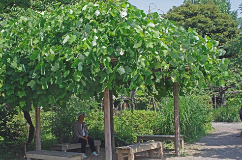 夏の向島百花園 町人文化が花開く １ 森林インストラクターのブログ フォレスト 石風花１