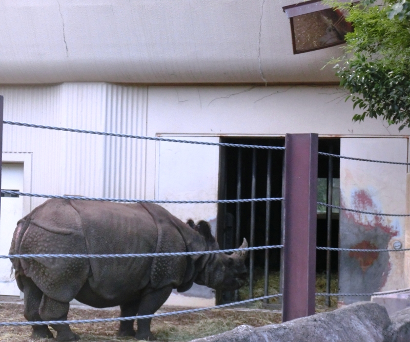 ●インドサイ赤ちゃん生後183日＠金沢動物園 2014.08.02_e0266067_17464513.jpg