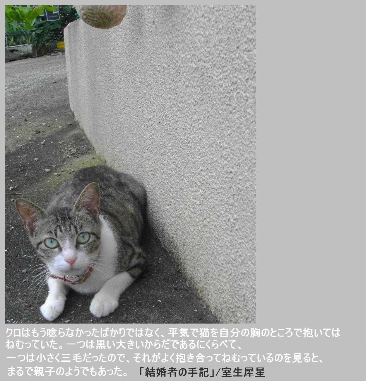 村上春樹 長寿猫の秘密 ネコと文学と猫ブンガク 村上春樹 長寿猫の秘密 ネコと文学と猫ブンガク