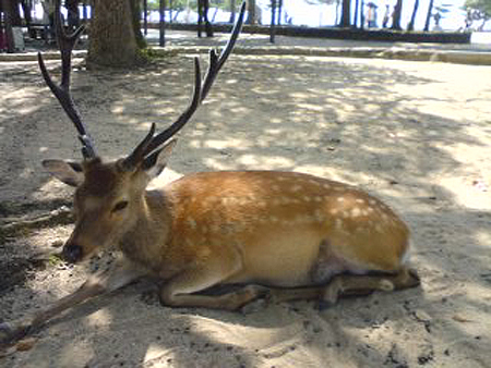 広島 厳島神社へ_e0115872_940338.jpg