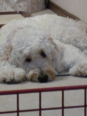 e0161972_20121839.jpg