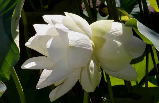 極楽寺　「吉兆の花」双頭蓮2014①_c0229483_11422796.jpg