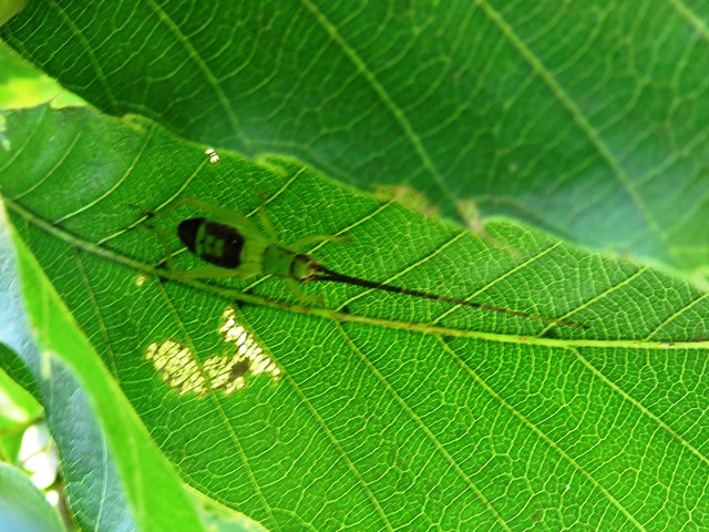 アオマツムシの幼虫 写ればおっけー コンデジで虫写真 アオマツムシの幼虫 写ればおっけー コンデジで虫写真