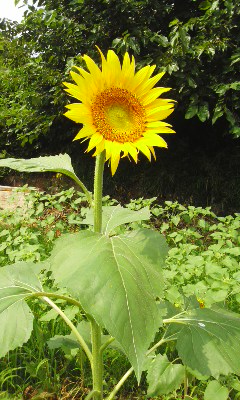 e0054290_233357.jpg