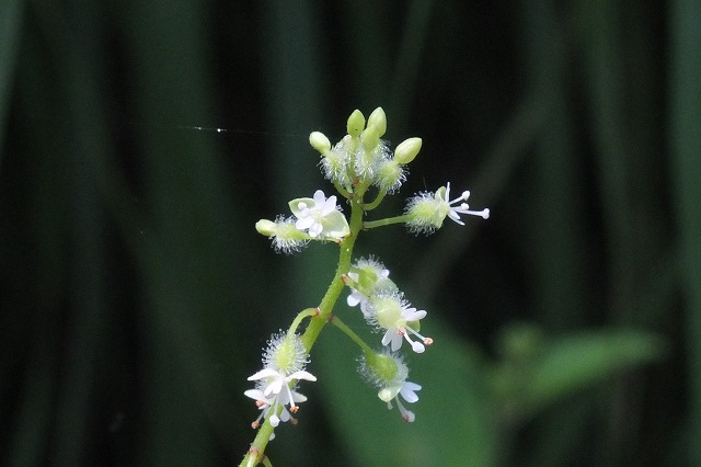 e0070891_1812519.jpg