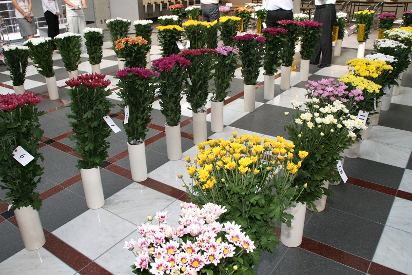 8 6 三木市花き品評会 で三木の特産 菊 をｐｒ ブログ ｄｅ みっきぃ