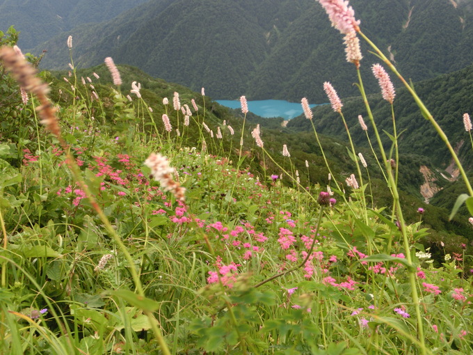 白山　花の写真２_d0151699_17511325.jpg