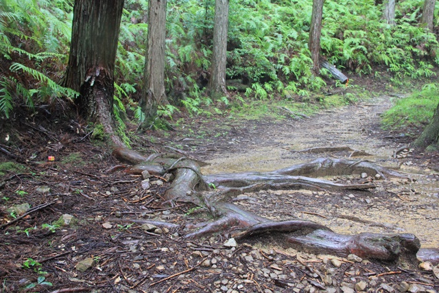 雨の熊野古道へ　_a0123003_12302818.jpg