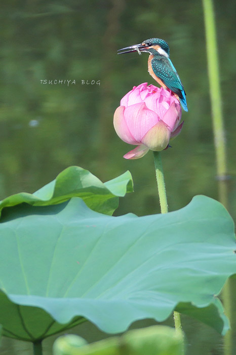蓮の花とカワセミ : TSUCHIYA BLOG