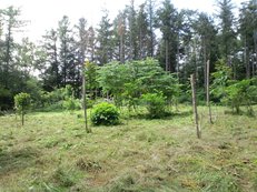 c0173813_12343343.jpg
