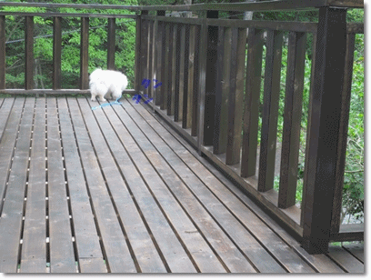 b0167519_2271438.gif