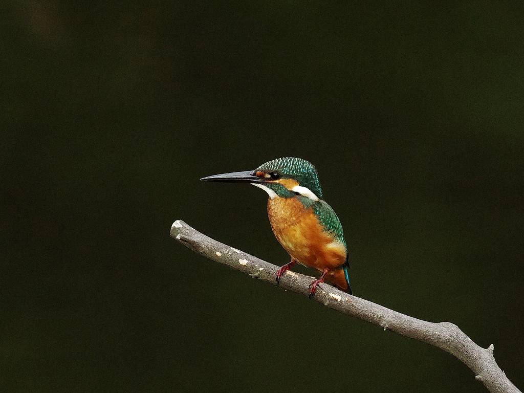 カワセミ、若も出て来てくれた(続き)_e0293921_2116135.jpg