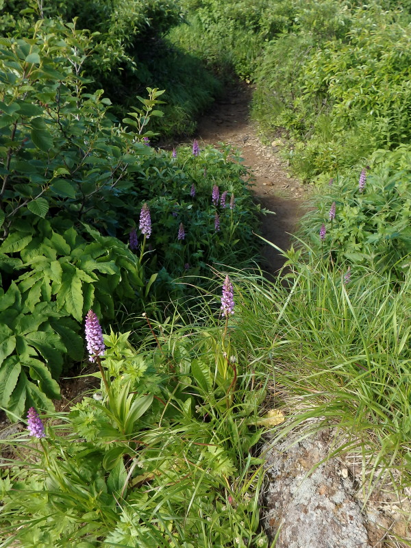 登友会月例~火打山・妙高山その6＠新潟_f0330321_1947929.jpg