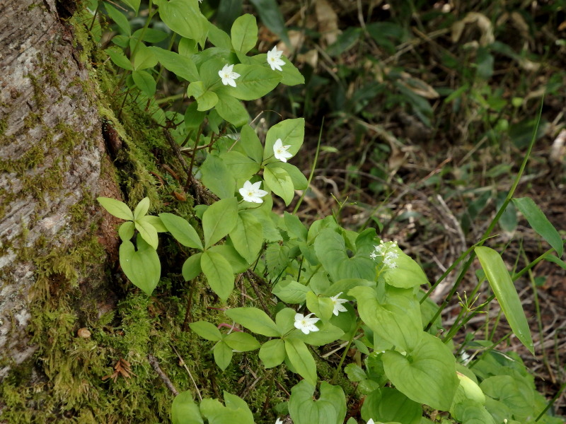 登友会月例~火打山・妙高山その6＠新潟_f0330321_1953292.jpg