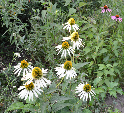 c0107129_1113679.jpg