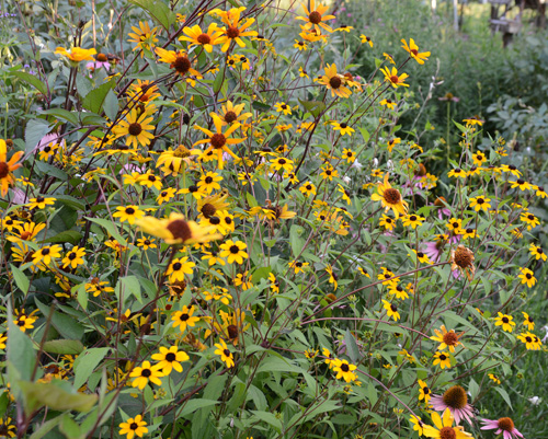 c0107129_114454.jpg