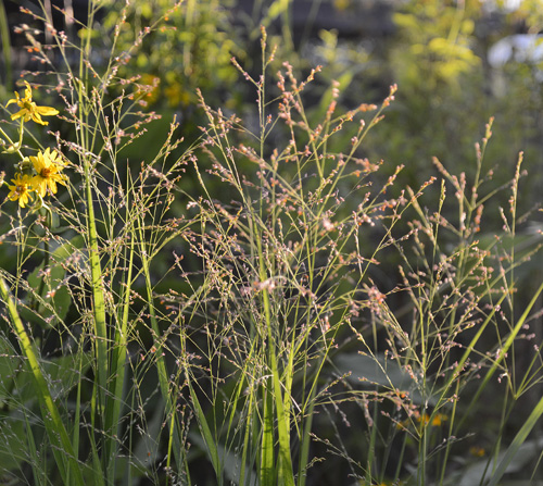 c0107129_115262.jpg