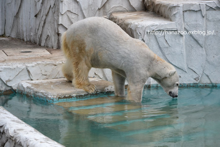 ホッキョクグマのエサピッチャーと、オーロラさん_b0245634_1593534.jpg