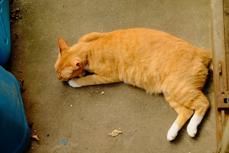 ラッキー夏バテ中_f0050534_08265755.jpg