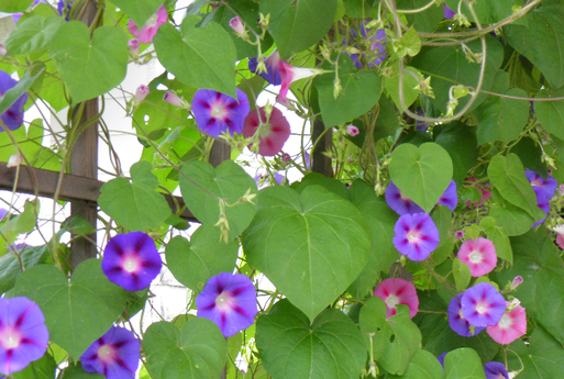 暑中お見舞い from Canada_b0073937_11101756.png