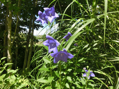 キキョウ_f0019247_23275779.jpg