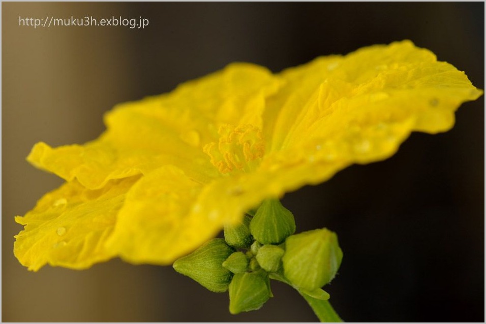ヘチマの花 Muku3のフォトスケッチ