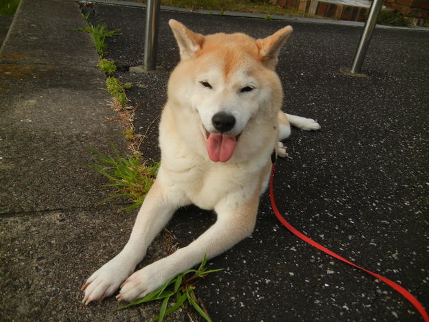 ’14,8,5(火)シソジュース出来たよ~!_f0060461_10502220.jpg