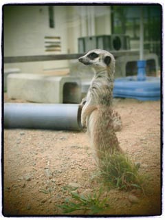 京都市動物園 ミーアキャット Blue Planet Cafe 青い地球を散歩する