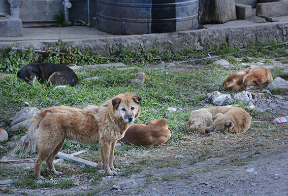 ブータンの犬_f0143469_16113023.jpg