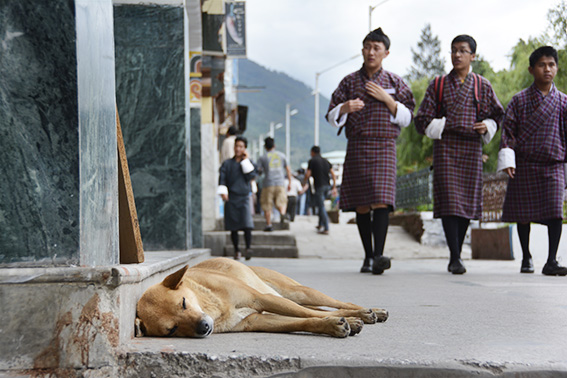 ブータンの犬_f0143469_16124127.jpg