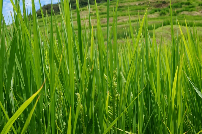 千枚田　と　能登の塩田　と　禄剛埼灯台　で能登一周_a0195071_20564019.jpg