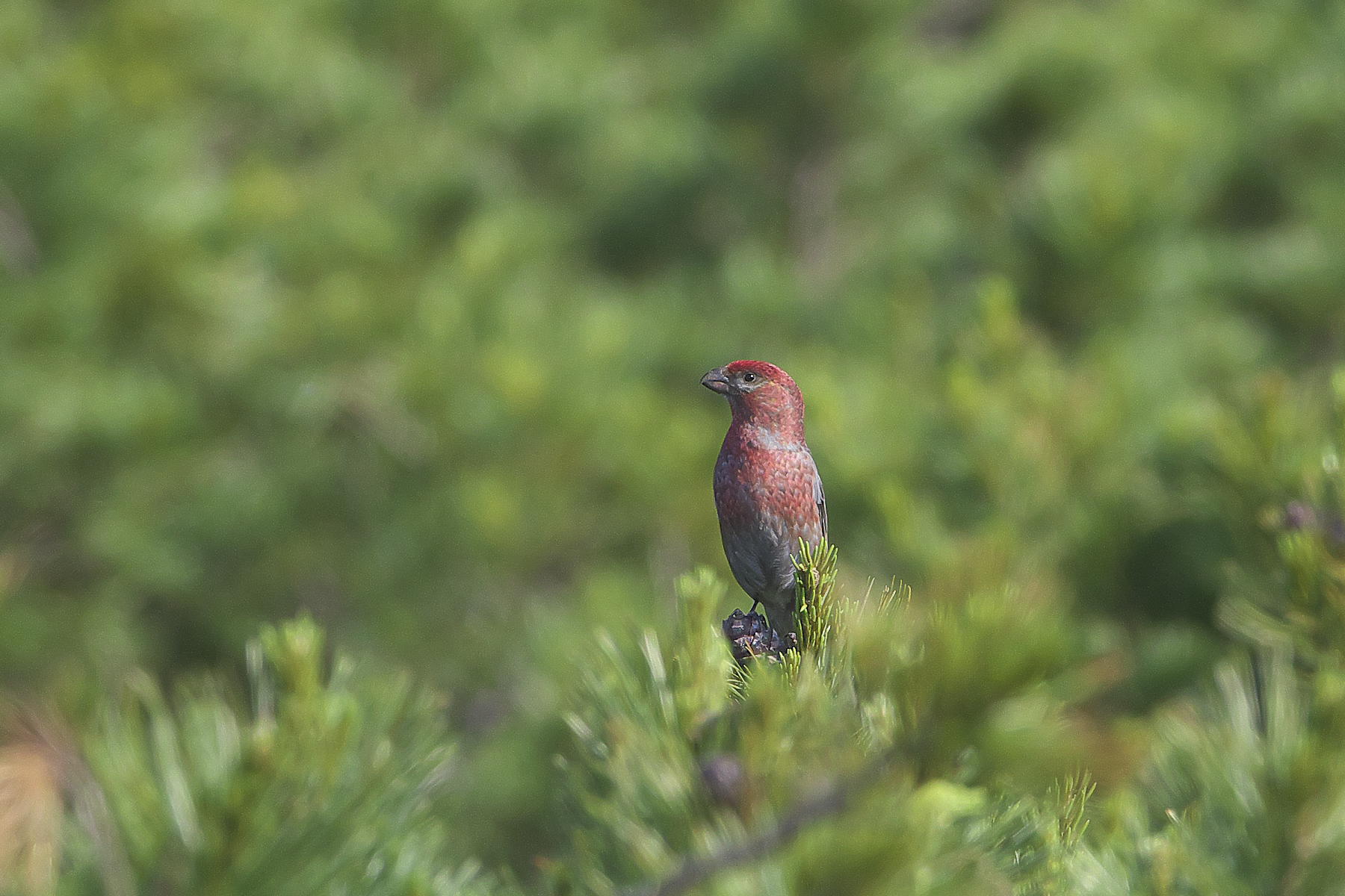 北海道の夏2014_峠のギンザンマシコ_d0125872_1154864.jpg