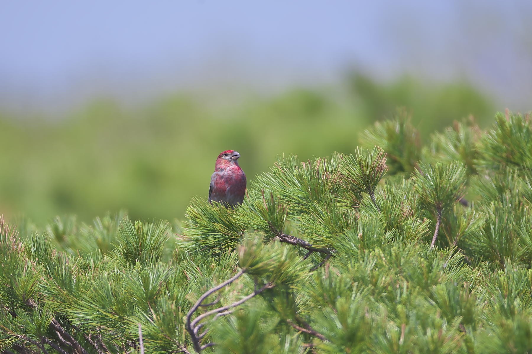 北海道の夏2014_峠のギンザンマシコ_d0125872_1174884.jpg