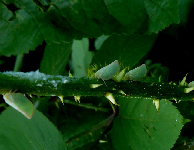 d0019074_10142117.jpg