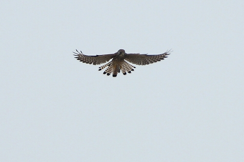 ★西なぎさの保護区を利用した野鳥たち_e0046474_18485187.jpg