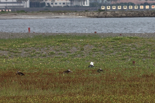 ★西なぎさの保護区を利用した野鳥たち_e0046474_1905259.jpg