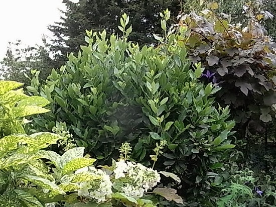 月桂樹の剪定を終える 晴れときどき菜園 イギリスの小さな村の小さなallotmentからー