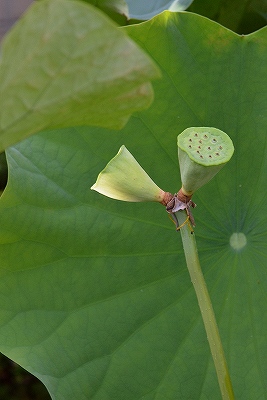 極楽寺　双頭蓮　②_c0229483_9225146.jpg