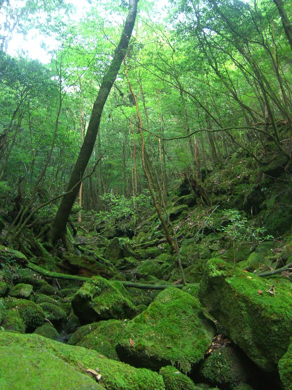 Yaku Island in Kagoshima Pref ②_d0033492_165984.jpg