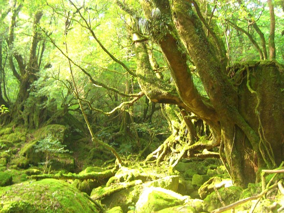 Yaku Island in Kagoshima Pref ②_d0033492_1712299.jpg