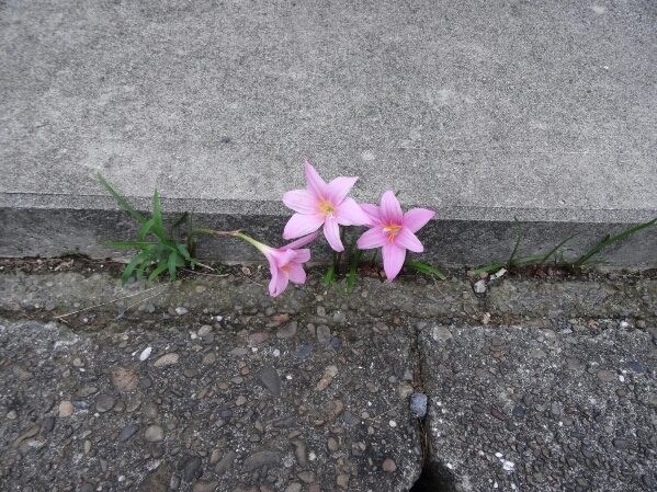 道端の花 潮風のふきぬける町ｲﾝ愛南