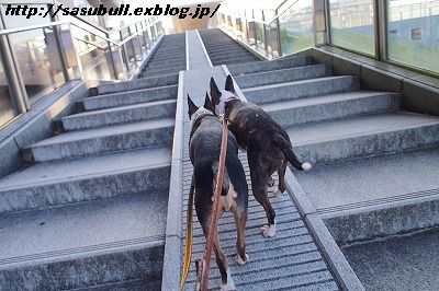 今日も真夏日、暑～い日曜日_e0145805_21213196.jpg