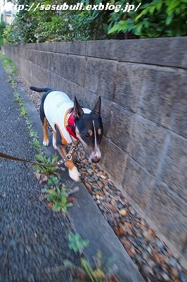 今日も真夏日、暑～い日曜日_e0145805_21332816.jpg