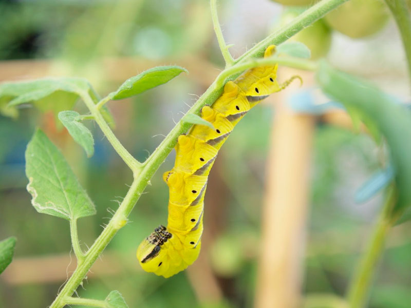 ミニトマトにスズメガの仲間とおぼしき幼虫が 昆虫ブログ むし探検広場